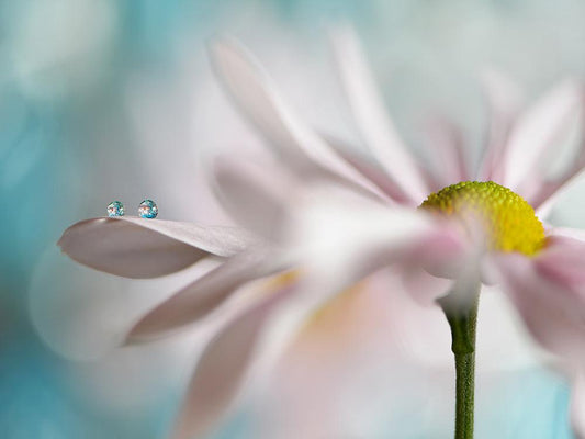 Pink Daisy Duo I